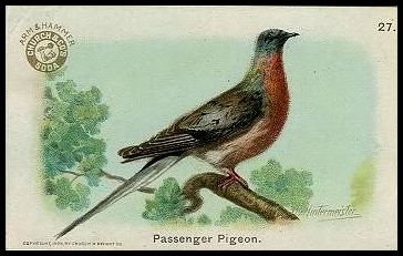 27 Passenger Pigeon